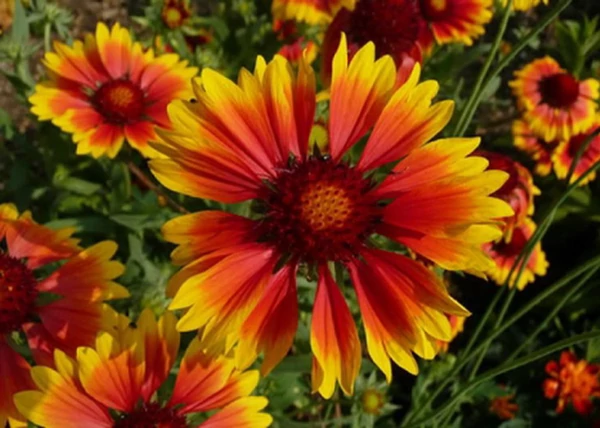 Gaillardia grandiflora kobold / Törpe kokárdavirág