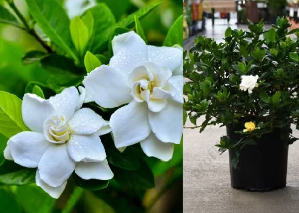 Gardenia jasminoides Celestial Star / Gardénia