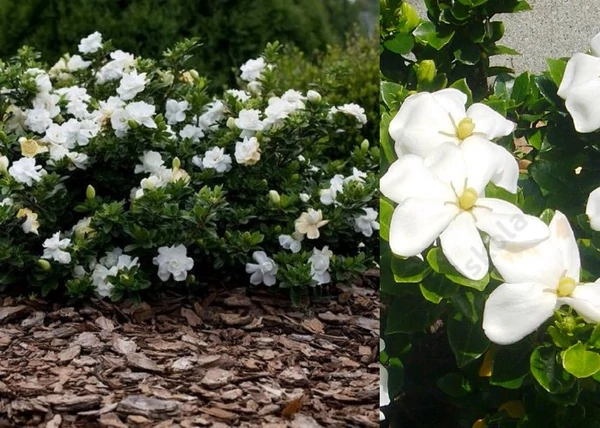 Gardenia jasminoides Kleim's Hardy / Gardénia