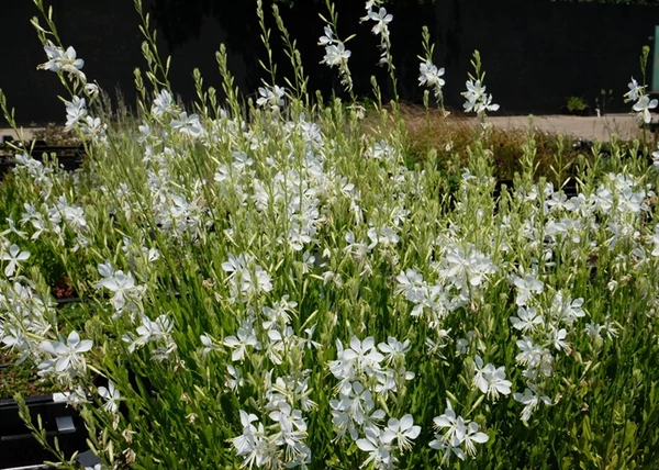 Gaura lindheimeri Snowbird / Évelő díszgyertya fehér