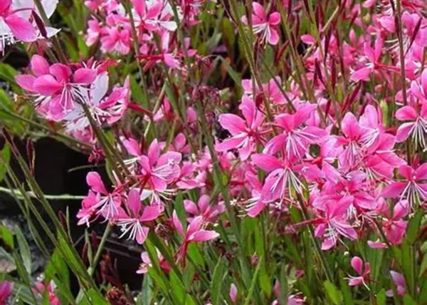 Gaura lindheimeri  siskiyou pink / Évelő díszgyertya rózsaszín