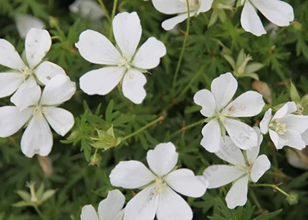 Geranium sanguineum album / Fehér virágú gólyaorr