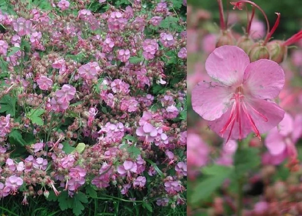 Geranium macrorrhizum / Illatos gólyaorr