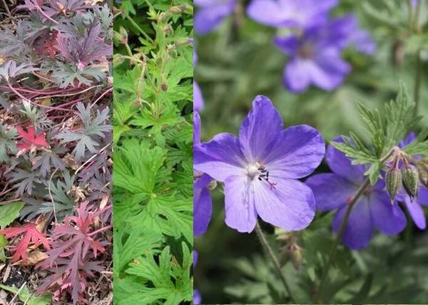 Geranium pratense Blue Lagoon / Mezei gólyaorr