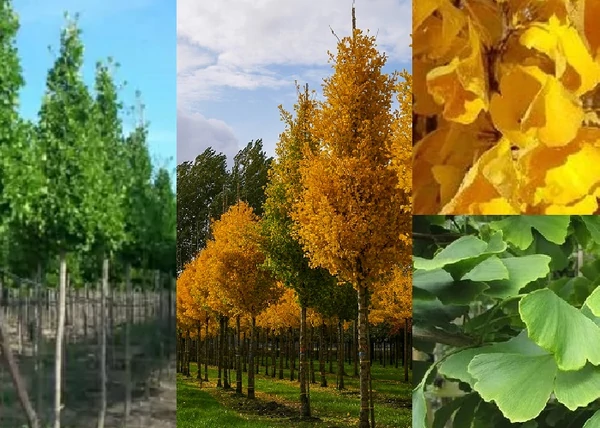 Ginkgo biloba Eiffel / Oszlopos páfrányfenyő