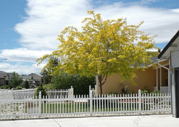 Gleditsia triacanthos Sunburst / Sárga levelű lepényfa