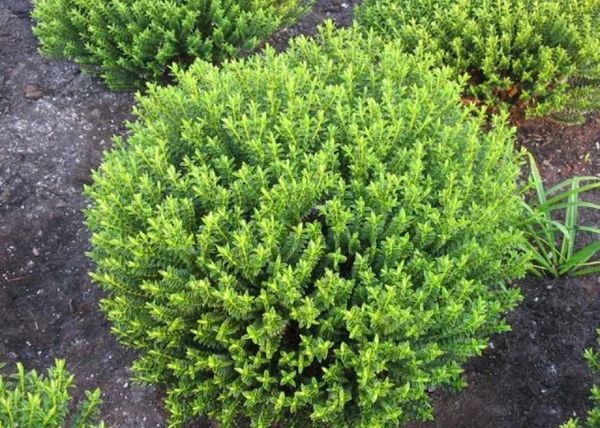 Hebe New Zealand Gold / Veronikacserje