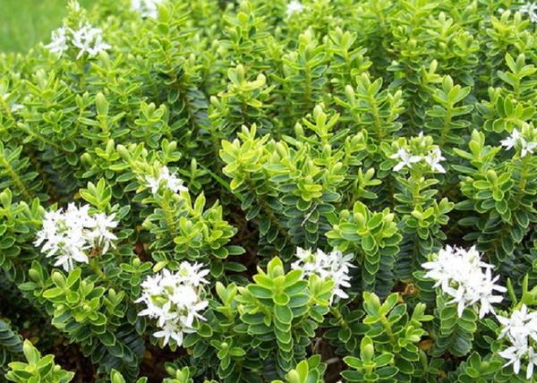 Hebe buxifolia nana / Veronikacserje