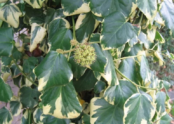 Hedera colchica Dentata Variegata / Tarka levelű kaukázusi borostyán