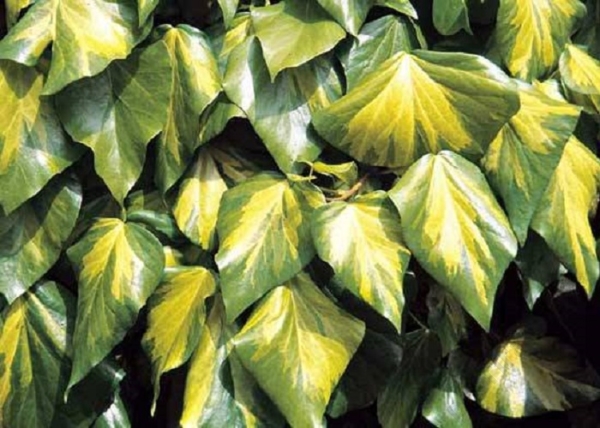 Hedera colchica Sulphur Heart / Sárga tarka levelű kaukázusi borostyán