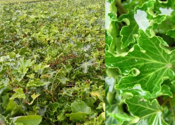 Hedera helix Ivalace / Fodros levelű borostyán