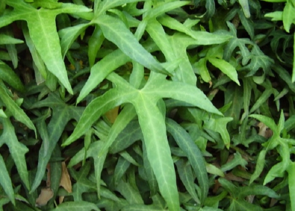 Hedera helix Sagittifolia / Szeldelt levelű borostyán