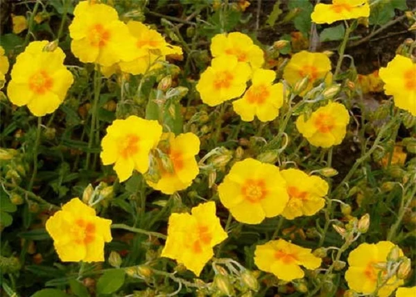 Helianthemum hybridum Ben Fhada / Sárga napvirág
