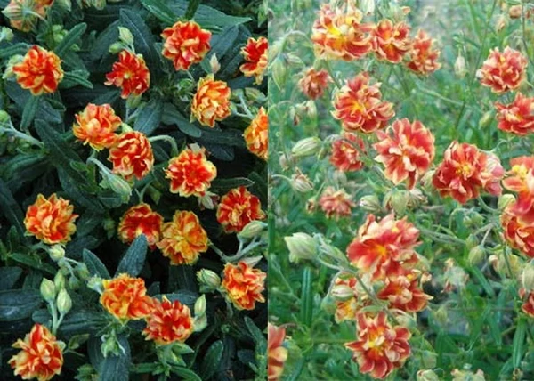 Helianthemum hybridum Birch Double / Piros sárga napvirág