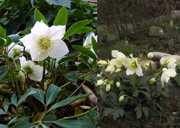 Helleborus niger / Fekete hunyor