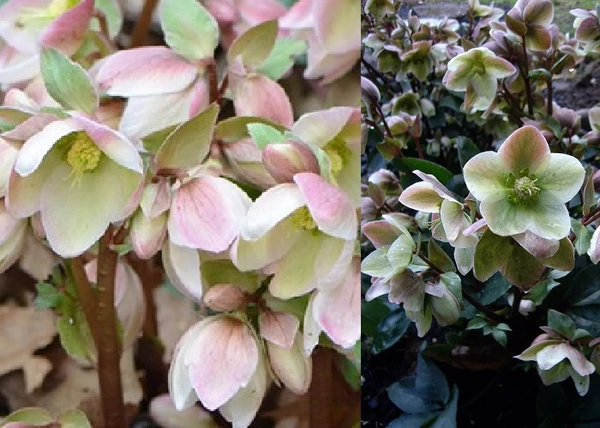 Helleborus niger Ivory Prince / Korai hunyor Ivory Prince