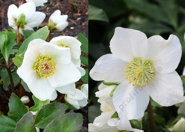 Helleborus niger Mont Blanc / Korai Fekete hunyor