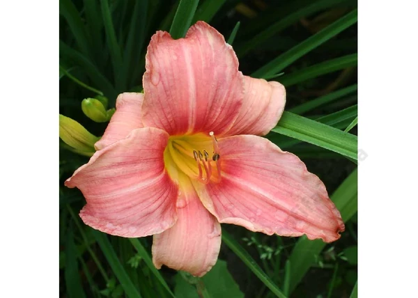 Hemerocallis Prairie Belle / Mély Rózsaszín, Fehér Sásliliom
