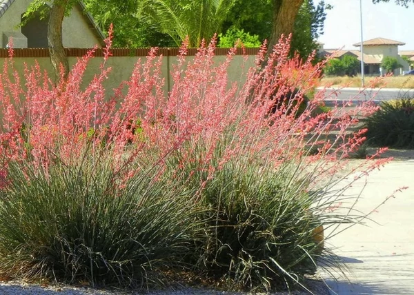 Hesperaloe Parviflora Red Yucca / Piros virágú Yucca