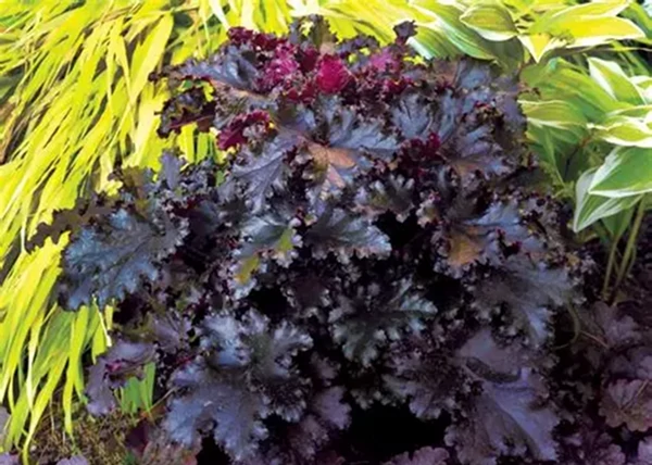 Heuchera hybrida Black Taffeta / Sötét-bordó tűzeső