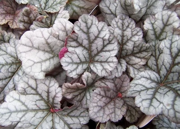 Heuchera hybrida Cinnabar Silver / Ezüstös tűzeső