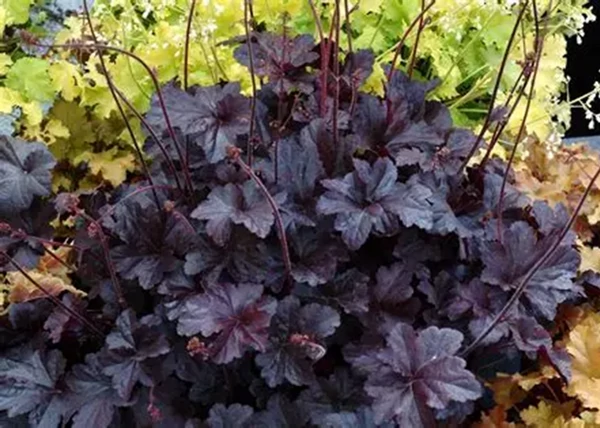 Heuchera hybrida Obsidian / Bordó tűzeső
