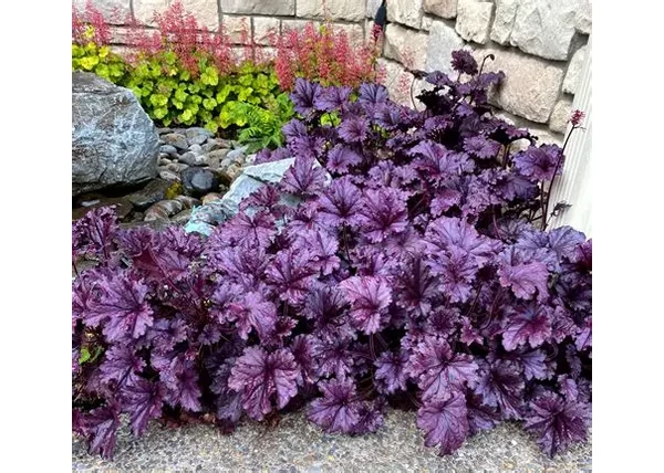 Heuchera x hybrida Forever Purple / Lilás-bordó tűzeső