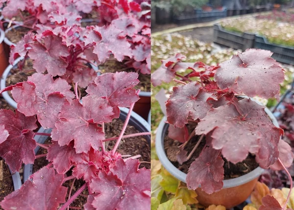 Heuchera Cherry Cola / Rozsdavörös tűzeső