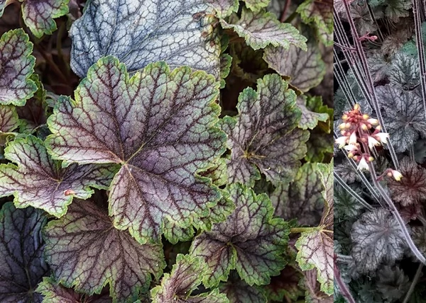 Heuchera americana Marvelous Marble / Márványmintás tűzeső