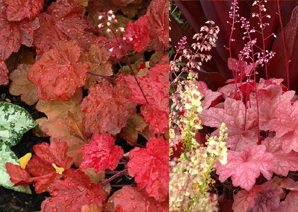 Heuchera x hybrida Autumn Leaves / Bordóspiros tűzeső