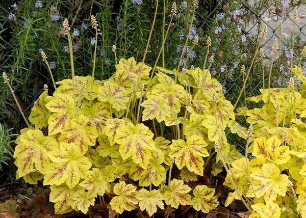 Heucherella Solar Power / Turbáncső tűzeső