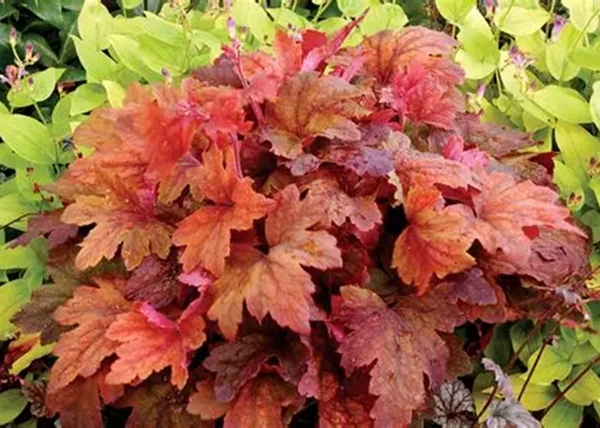 Heucherella Sweet Tea / Turbáncső tűzeső