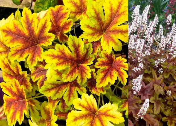 Heucherella Golden Zebra / Turbáncső tűzeső