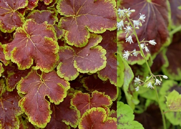 Heucherella Solar Eclipse / Turbáncső tűzeső