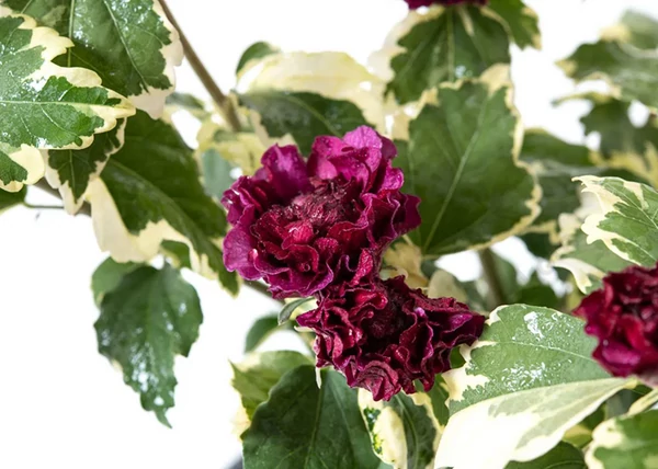 Hibiscus Syriacus Purpureus Variegatus / Tarka levelű Mályvacserje