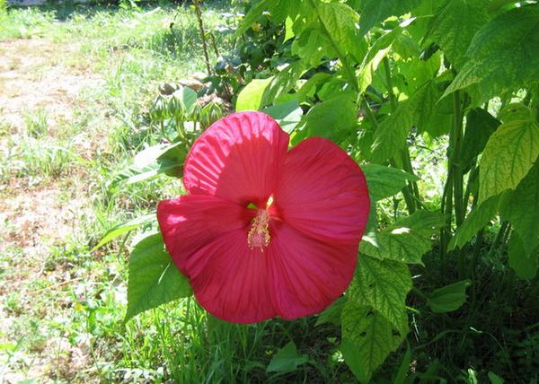 Hibiscus moscheutos / Mocsári hibiszkusz, Mályva bordó