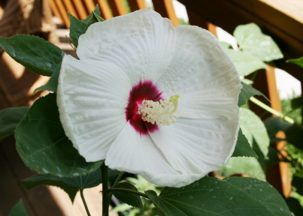 Hibiscus moscheutos / Mocsári hibiszkusz, Mályva Fehér