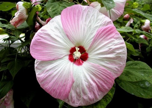 Hibiscus moscheutos / Mocsári hibiszkusz, Mályva rózsaszín