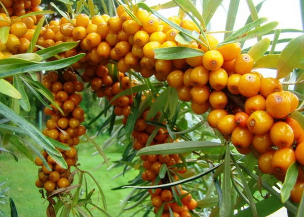 Hippophae rhamnoides Orange Energy / Homoktövis termő
