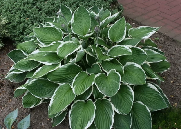 Hosta fortunei Francee / Tobozvirágzatú árnyékliliom