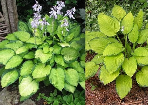 Hosta fortunei Gold Standard / Tobozvirágzatú árnyékliliom
