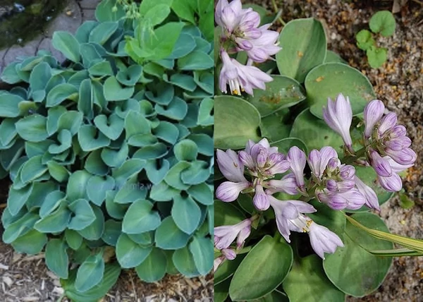 Hosta hybrid Blue Mouse Ears / Törpe Árnyékliliom
