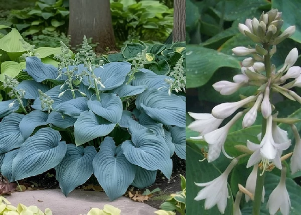 Hosta hybrid Bressingham Blue / Árnyékliliom