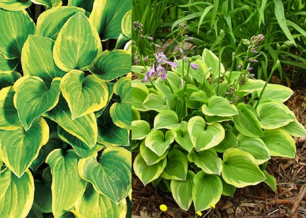 Hosta hybrid Golden Tiara / Árnyékliliom
