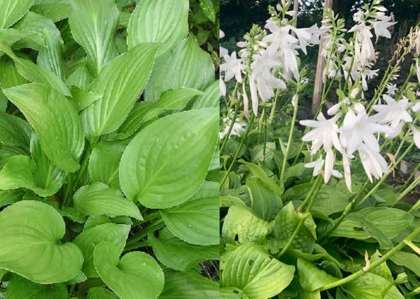 Hosta hybrid Royal Standard / Árnyékliliom