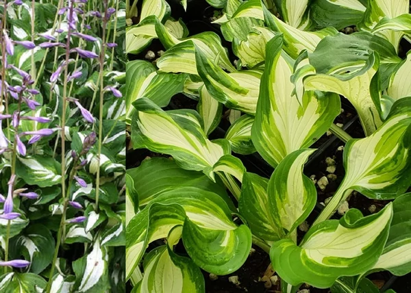 Hosta undulata Mediovariegata / Árnyékliliom