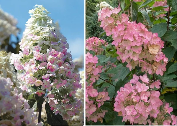 Hydrangea Paniculata Pink Diamond / Bugás hortenzia