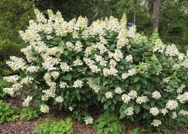 Hydrangea Paniculata Tardiva / Bugás hortenzia