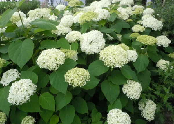 Hydrangea Arborescens Annabelle /  Fehér gömb virágú hortenzia