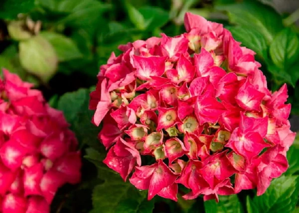 Hydrangea macrophylla Alpengluhen / Kerti hortenzia piros
